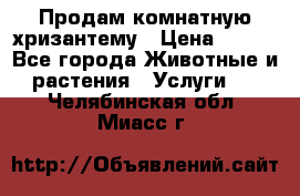 Продам комнатную хризантему › Цена ­ 250 - Все города Животные и растения » Услуги   . Челябинская обл.,Миасс г.